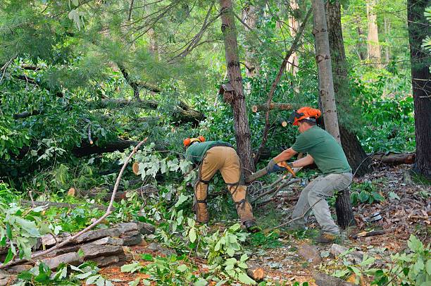 The Steps Involved in Our Tree Care Process in Anchorage, AK